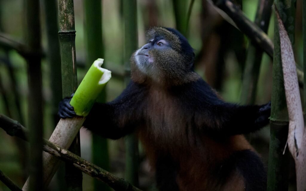 Gorilla, Golden Monkey and Batwa Culture Safari