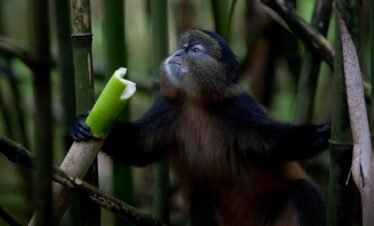Gorilla, Golden Monkey and Batwa Culture Safari