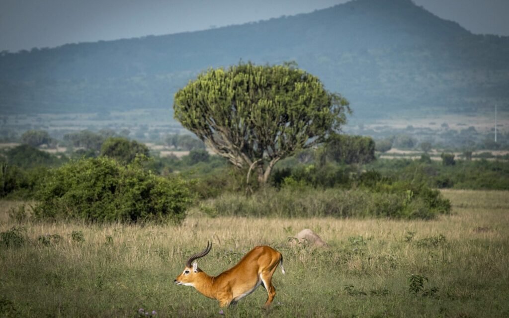 7-Day Gorillas in Bwindi and wildlife In Queen Elizabeth National Park