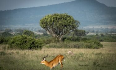 7-Day Gorillas in Bwindi and wildlife In Queen Elizabeth National Park