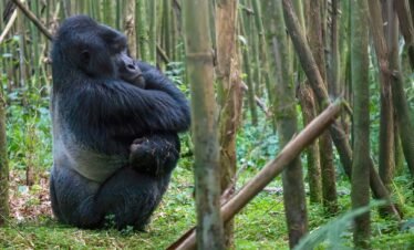 16 Day Best of Uganda and Rwanda Safari